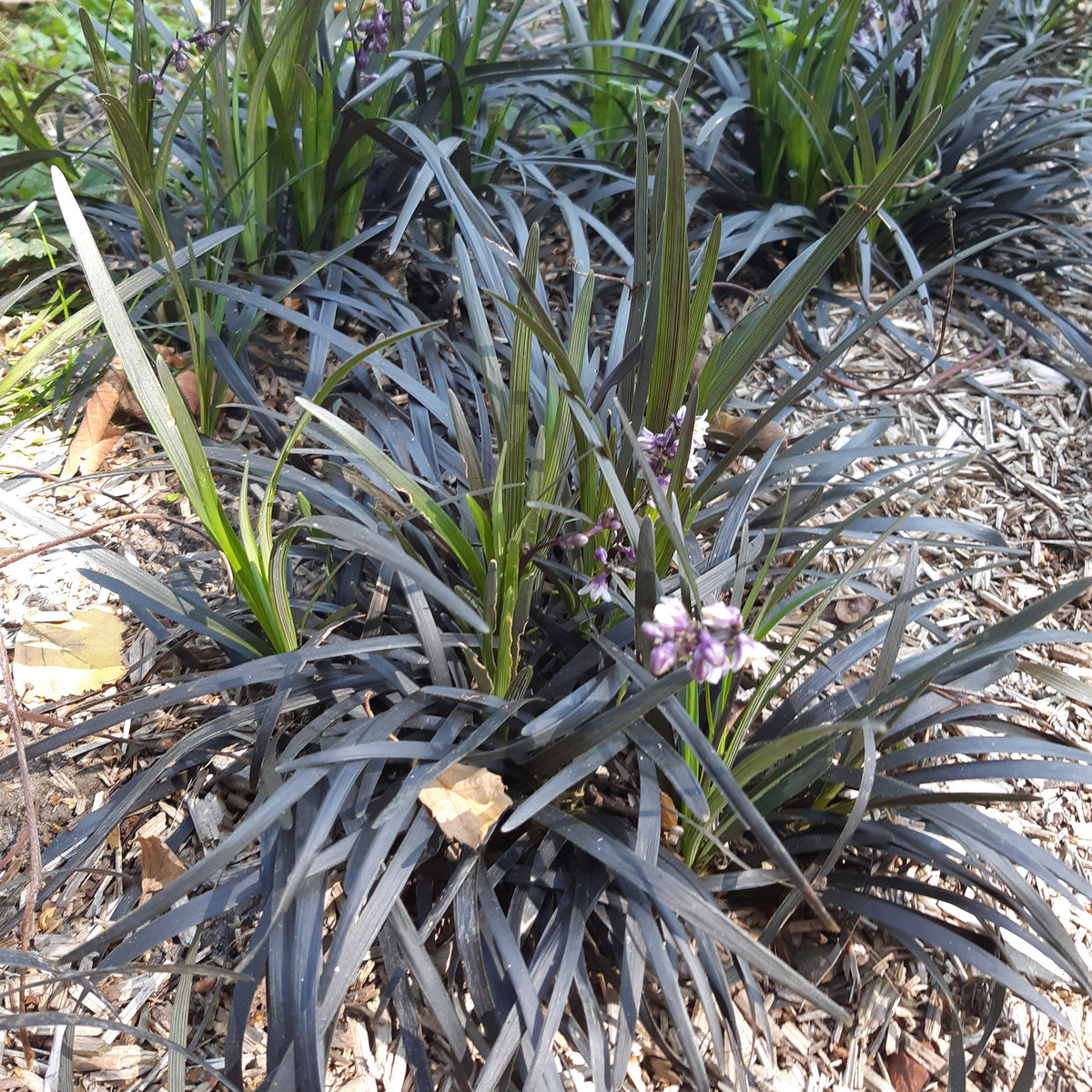 Ophiopogon noir Niger - Ophiopogon planiscapus Nigrescens - Willemse
