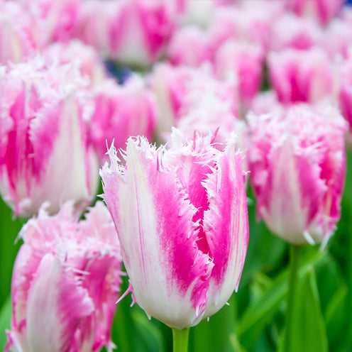 20 Tulipes frangées Huis ten Bosch