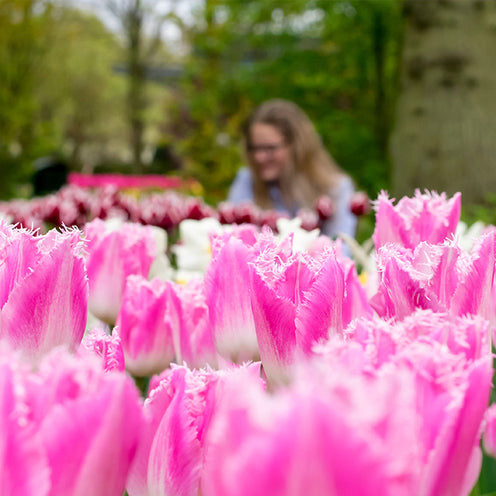 20 Tulipes frangées Huis ten Bosch - Tulipa Huis ten Bosch - Willemse