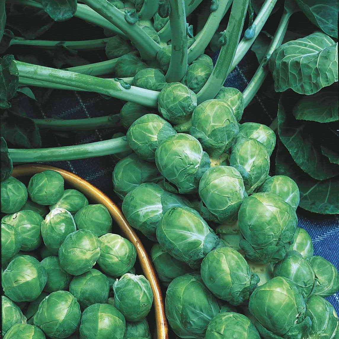 Chou de Bruxelles De Rosny - Brassica oleracea gemmifera De Rosny - Willemse