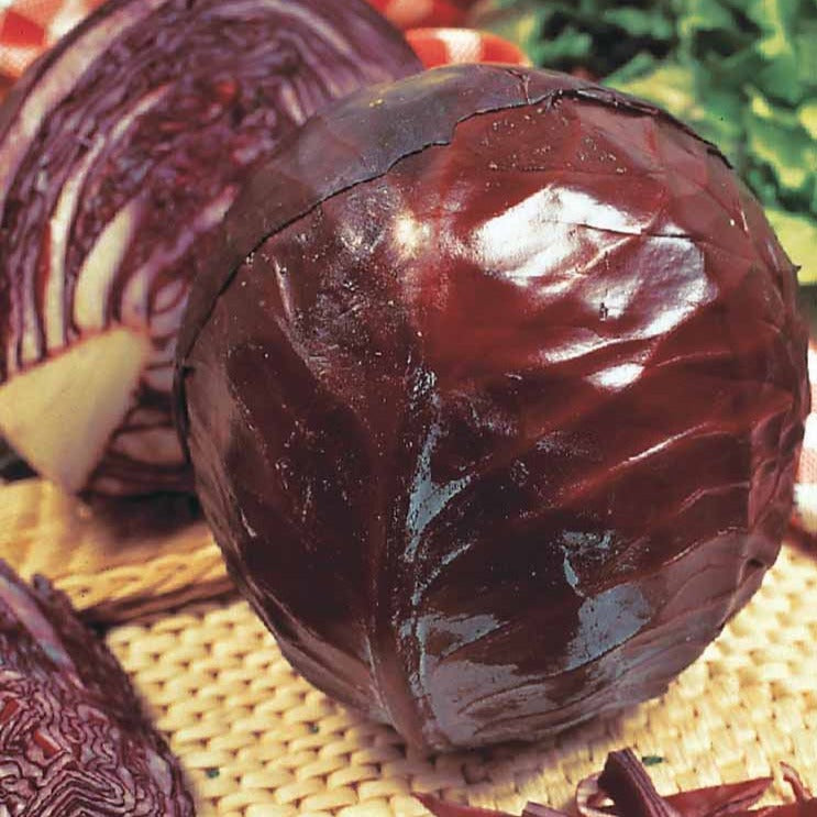 Chou rouge Tête noire 3 - Brassica oleracea capitata tête noire 3 - Willemse