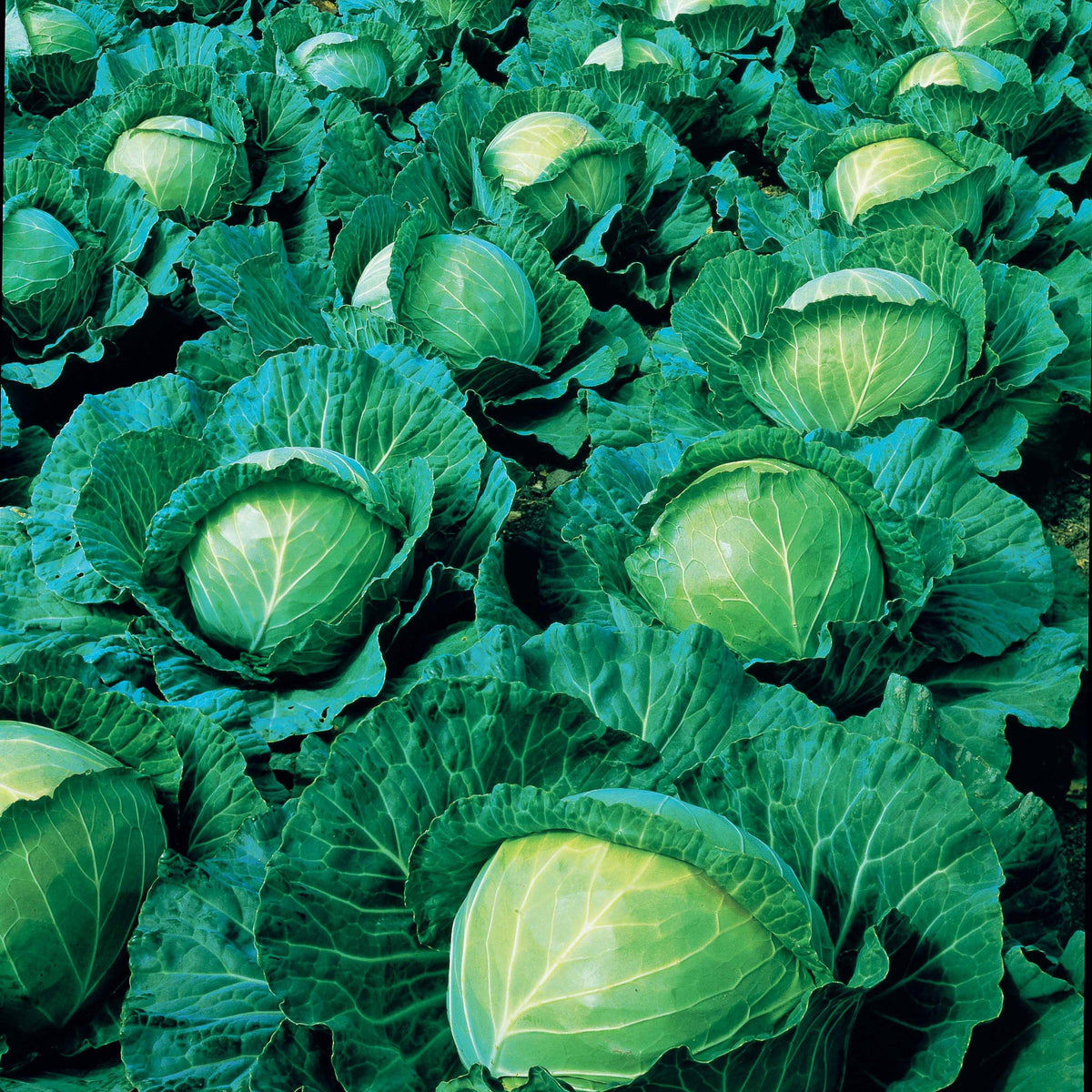 Chou cabus Vestri F1 - Brassica oleracea capitata vestri f1 - Willemse