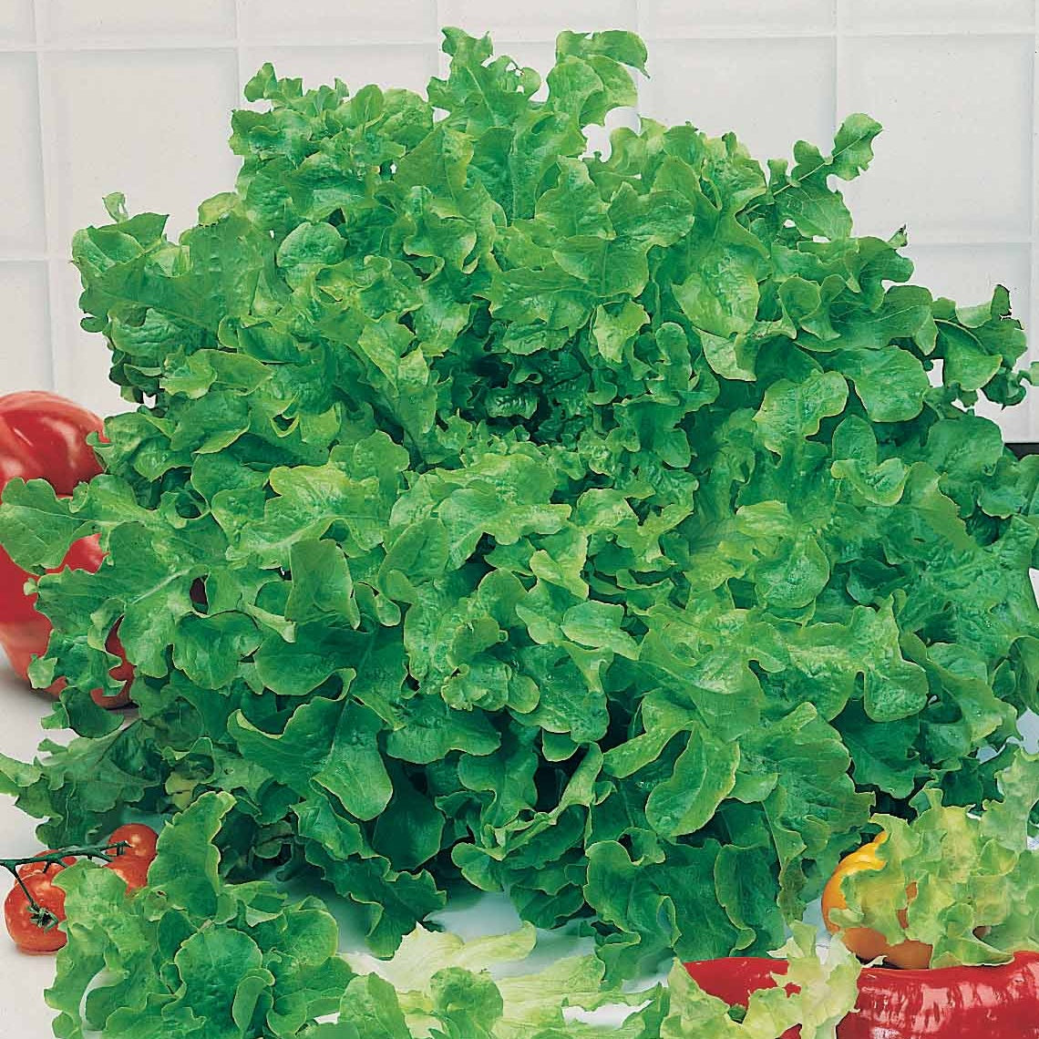 Laitue feuille de chêne - Lactuca sativa feuille de chêne - Willemse