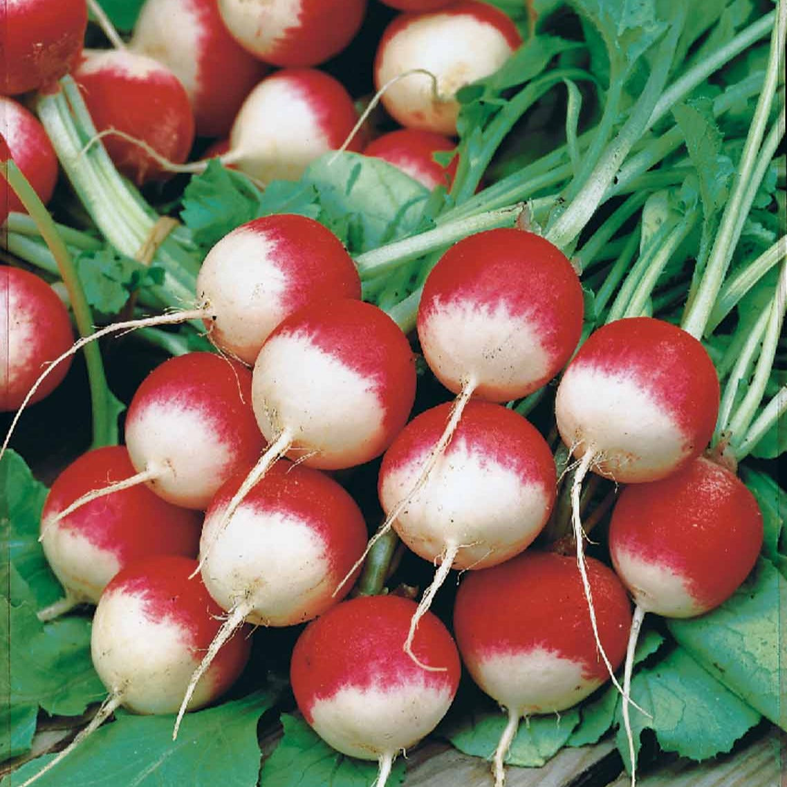 Raphanus sativus rond national 3 - Radis rond National 3 - Radis