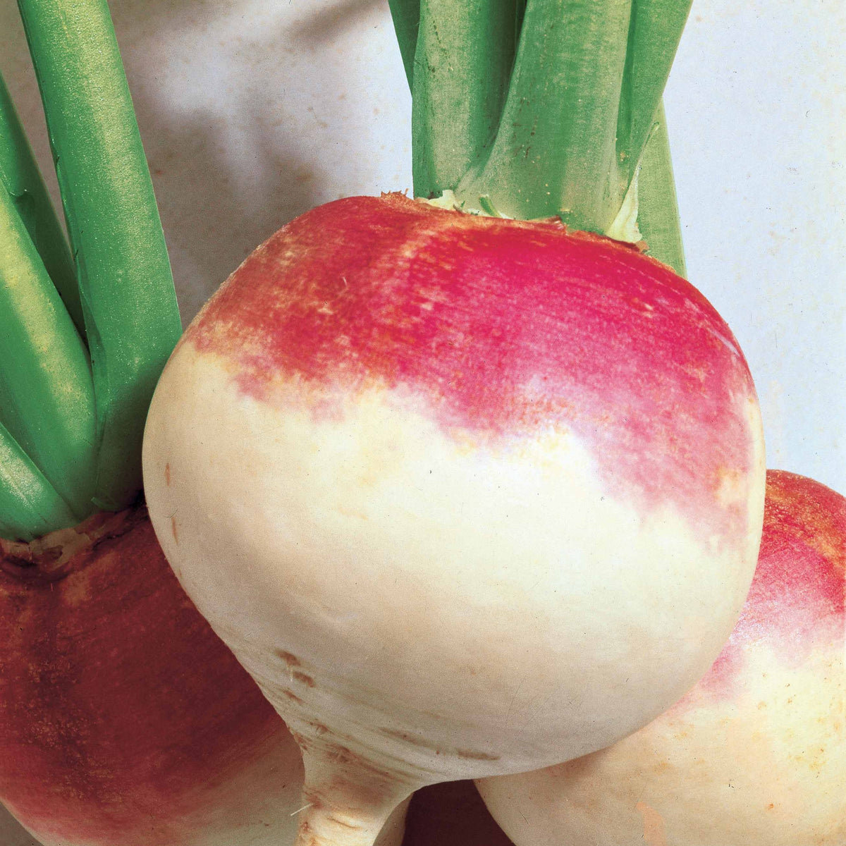 Navet De Norfolk - Brassica rapa norfolk - Willemse