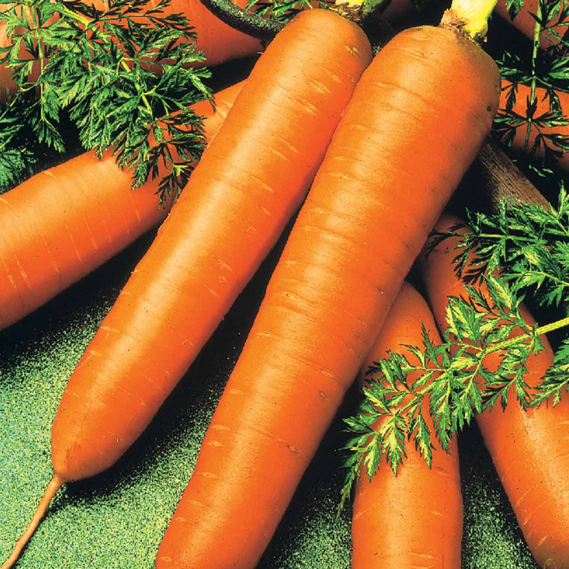 Carotte De Colmar à coeur rouge 2 Bio - Daucus carota de colmar à coeur rouge 2 - Graines de fruits et légumes Bio