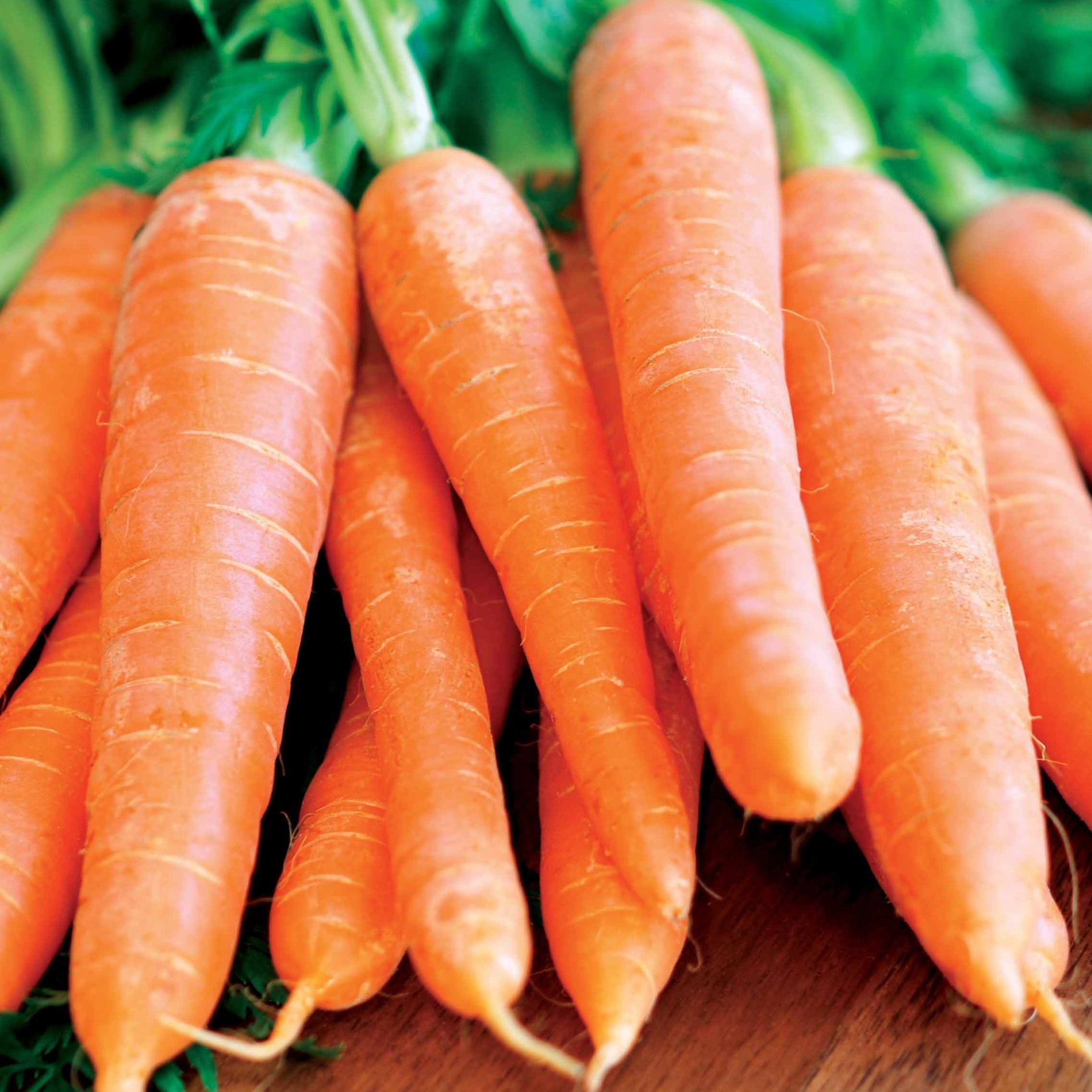 Daucus carota Nantaise améliorée 4 - Carotte Nantaise améliorée 4 - Carottes