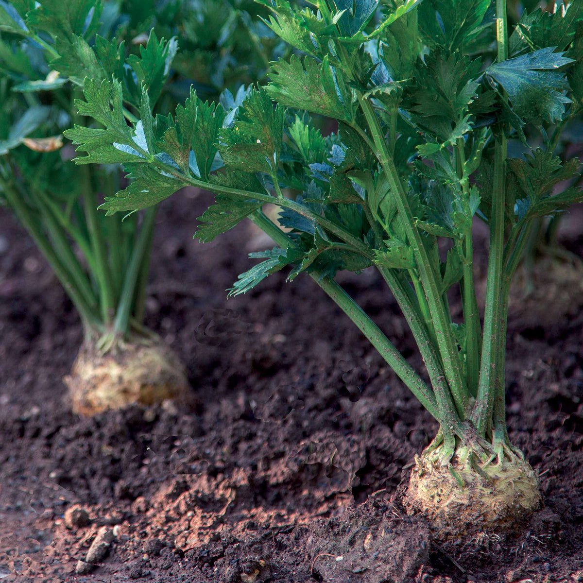 Céleri-rave Géant de Prague - Apium graveolens rapaceum géant de prague - Willemse