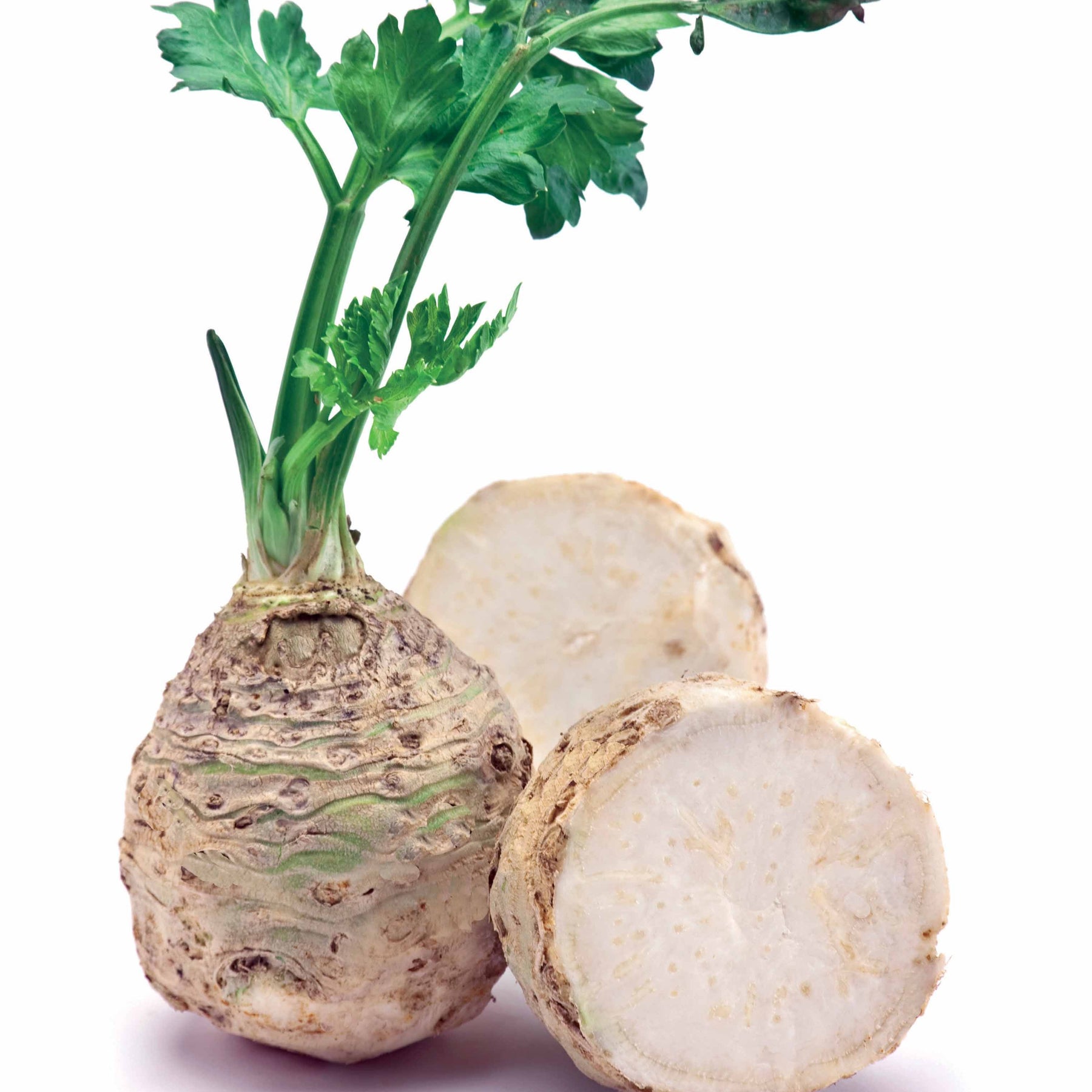Apium graveolens rapaceum géant de prague - Céleri-rave Géant de Prague - Céleris