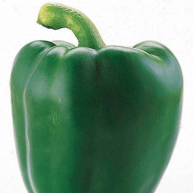 Poivrons - Poivron vert Lamuyo F1 - Capsicum annuum lamuyo f1