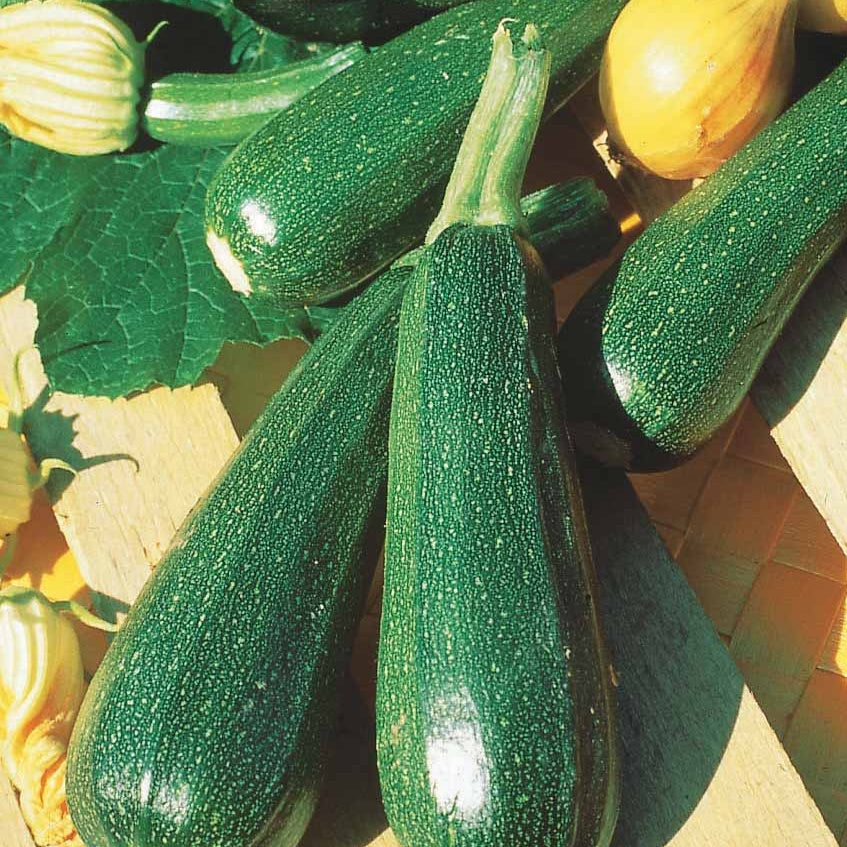 Courgette verte non coureuse des maraîchers - Cucurbita pepo verte non coureuse des maraîchers - Willemse