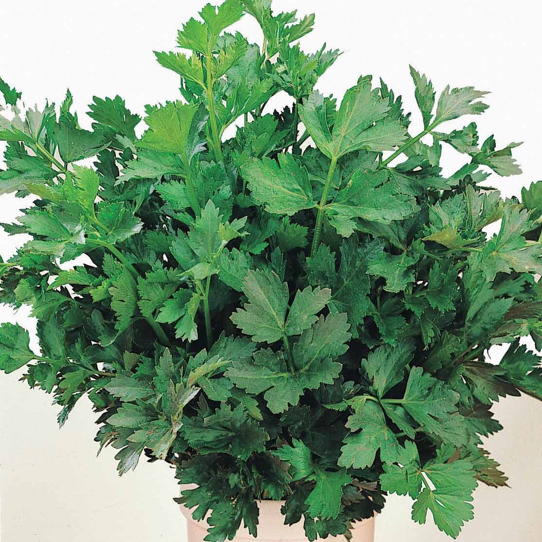 Vente Céleri vivace à couper - Apium graveolens