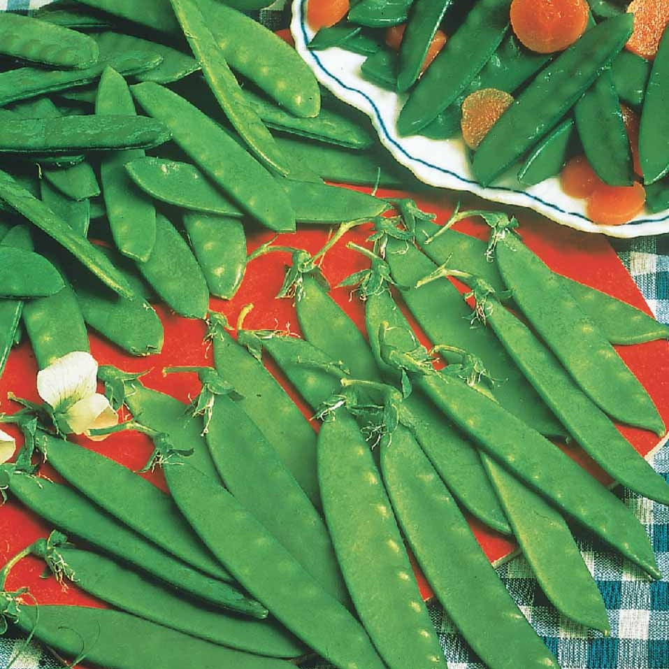 Pois nain mangetout Bamby - Pisum sativum bamby (obt. gautier) - Potager