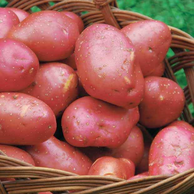 10 Pommes de terre Rouge de Flandre - Solanum tuberosum rouge de flandre - Potager