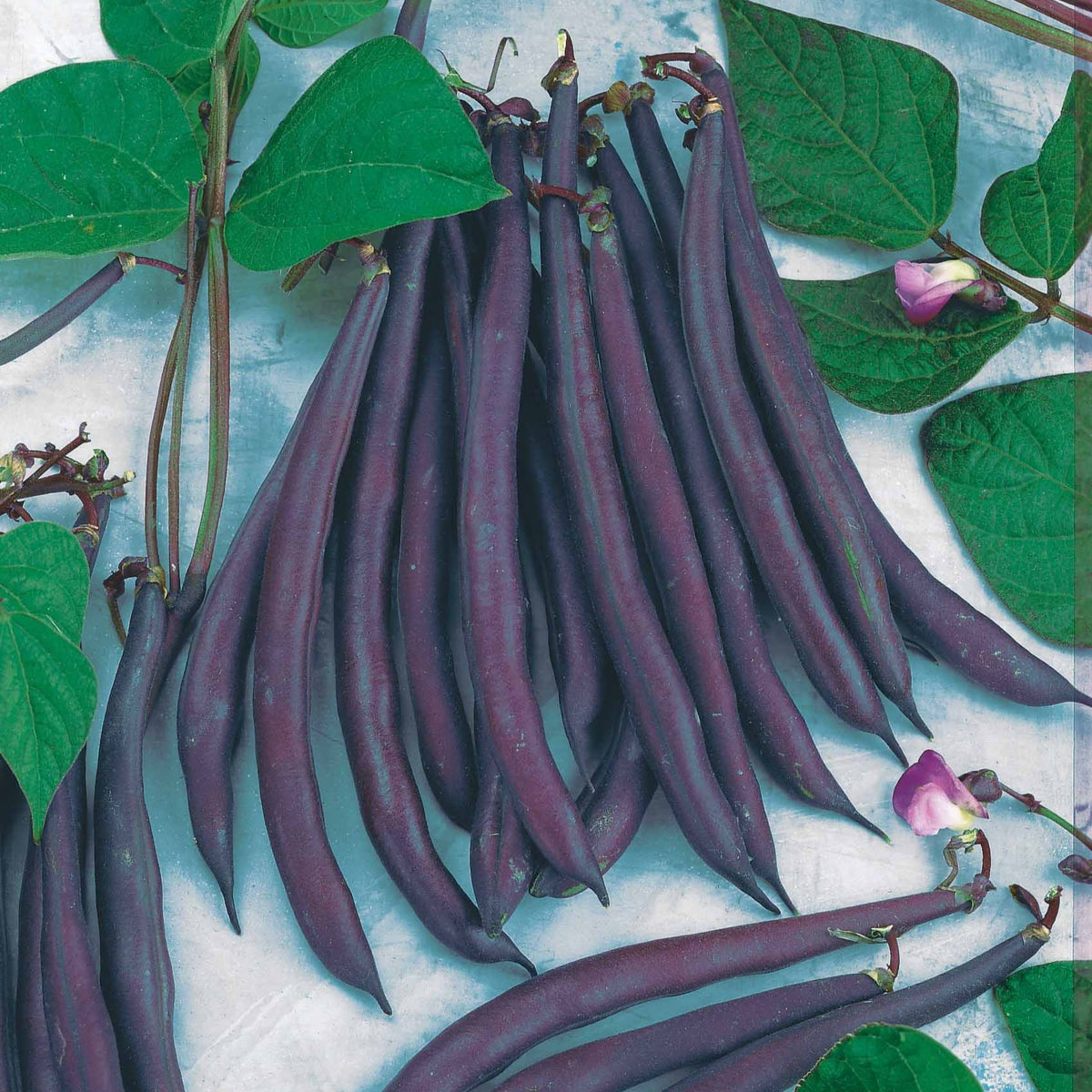 Haricot mangetout Purple Queen - Phaseolus vulgaris purple queen - Potager