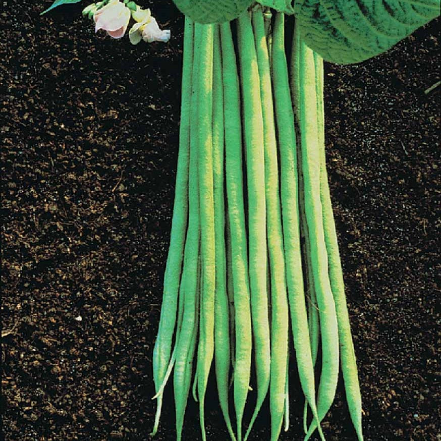 Haricot nain fin Aiguillon - Phaseolus vulgaris nain fin aiguillon (obt. gautier) 200 g - Willemse