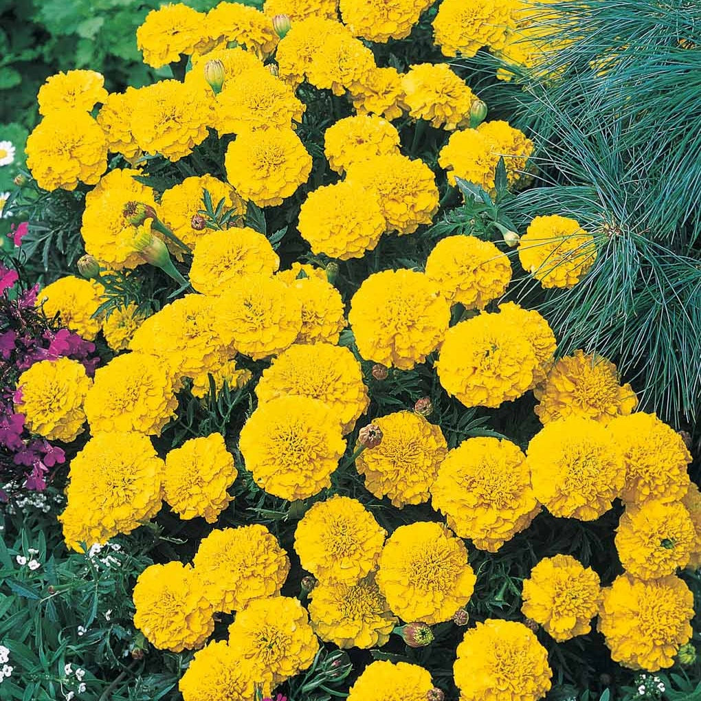 Oeillet d'Inde nain Petite jaune citron - Willemse