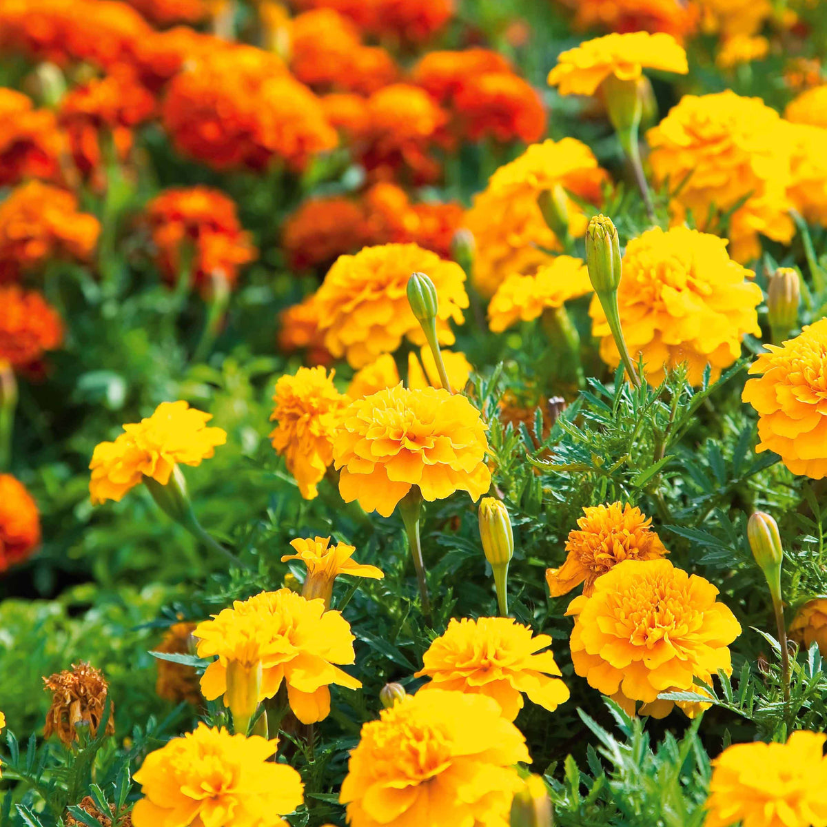 Oeillet d'Inde nain Petite jaune citron - Tagetes patula petite jaune citron - Willemse