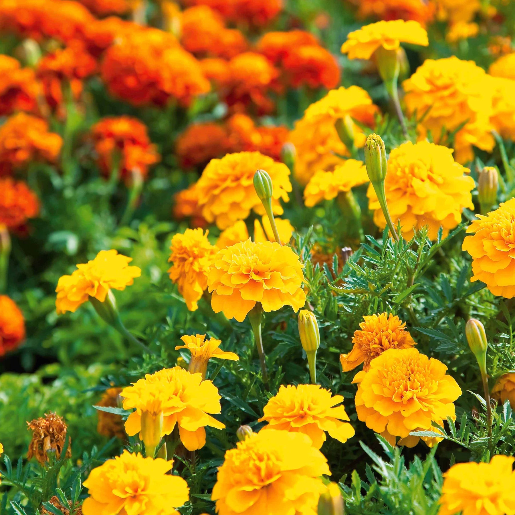 Oeillet d'Inde nain Petite jaune citron - Tagetes patula petite jaune citron - Willemse