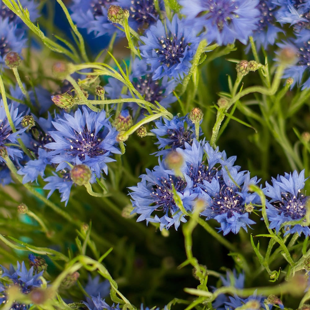 Tapis de graines massif ensoleillé - 5 Tapis de graines Massif ensoleillé - Tapis de fleurs