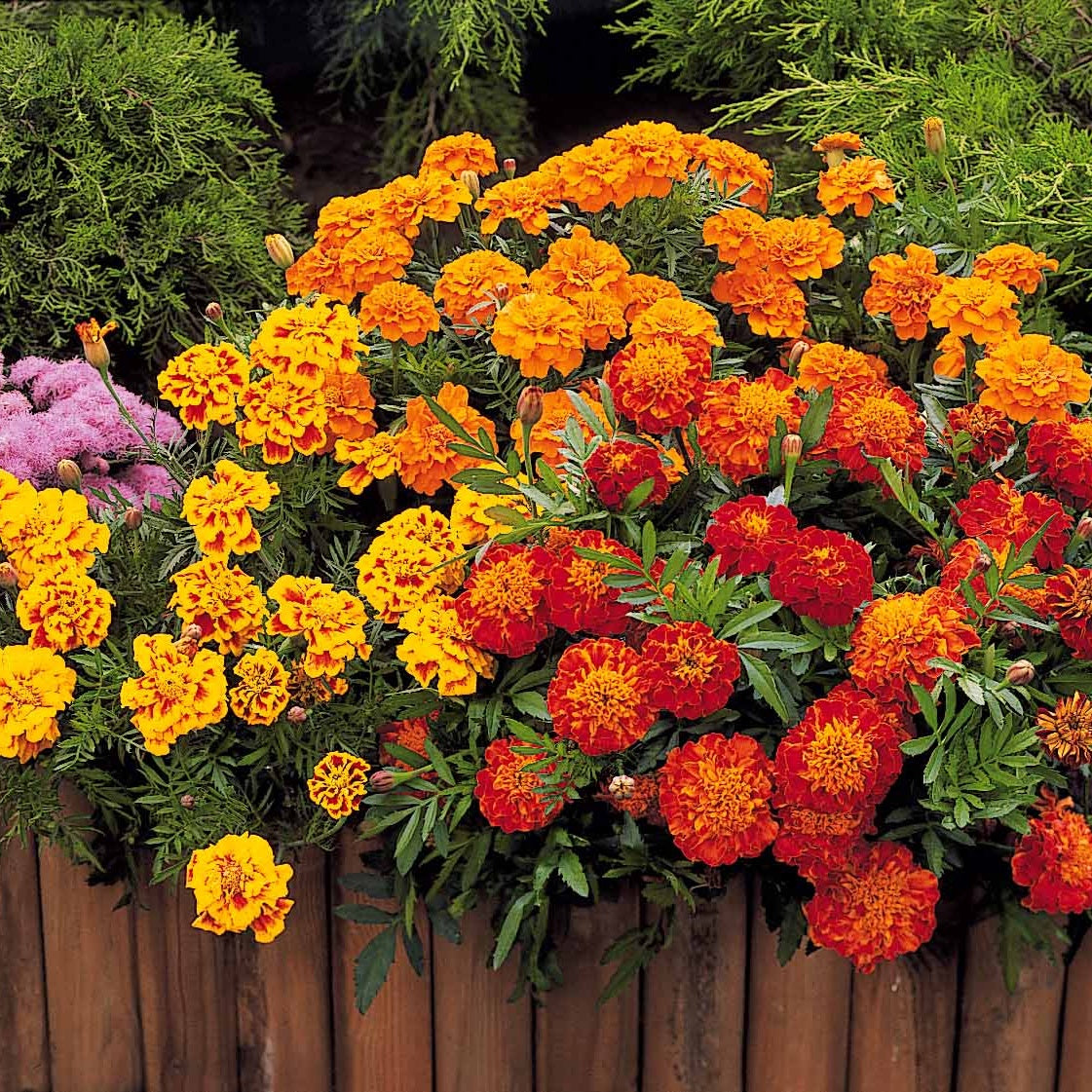 Oeillet d'Inde Honeycomb - Tagetes patula honeycomb - Willemse