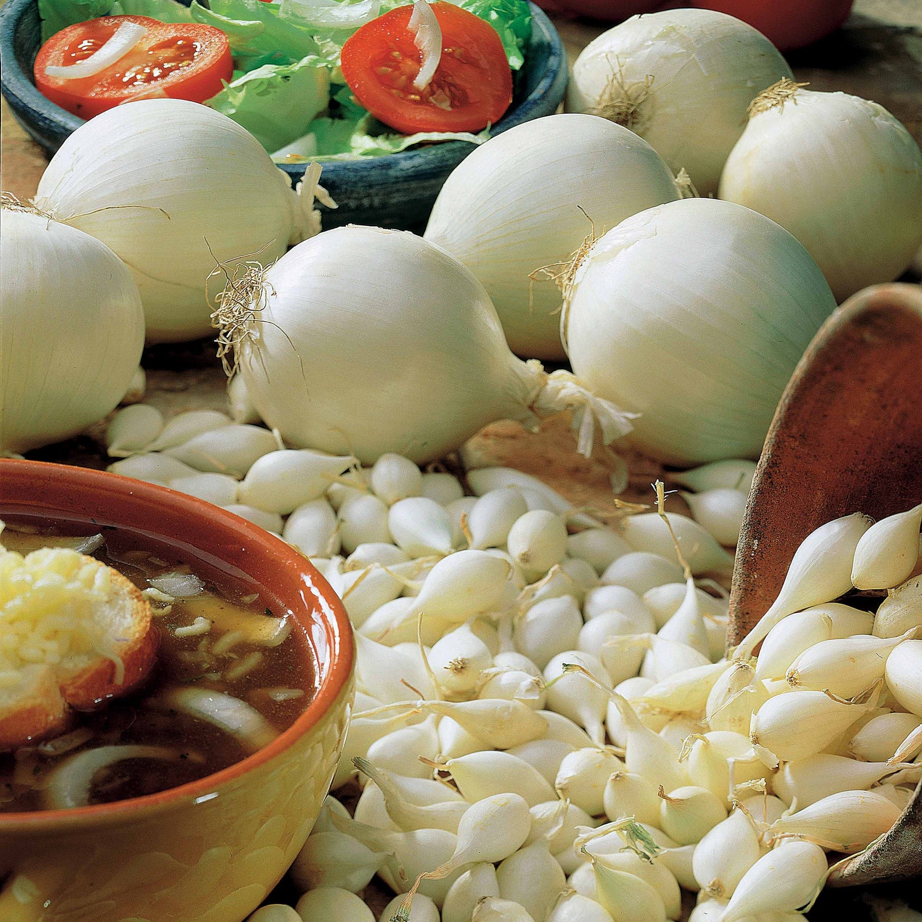 Bulbes d'oignons - Oignon blanc Snowball - Allium cepa snowball