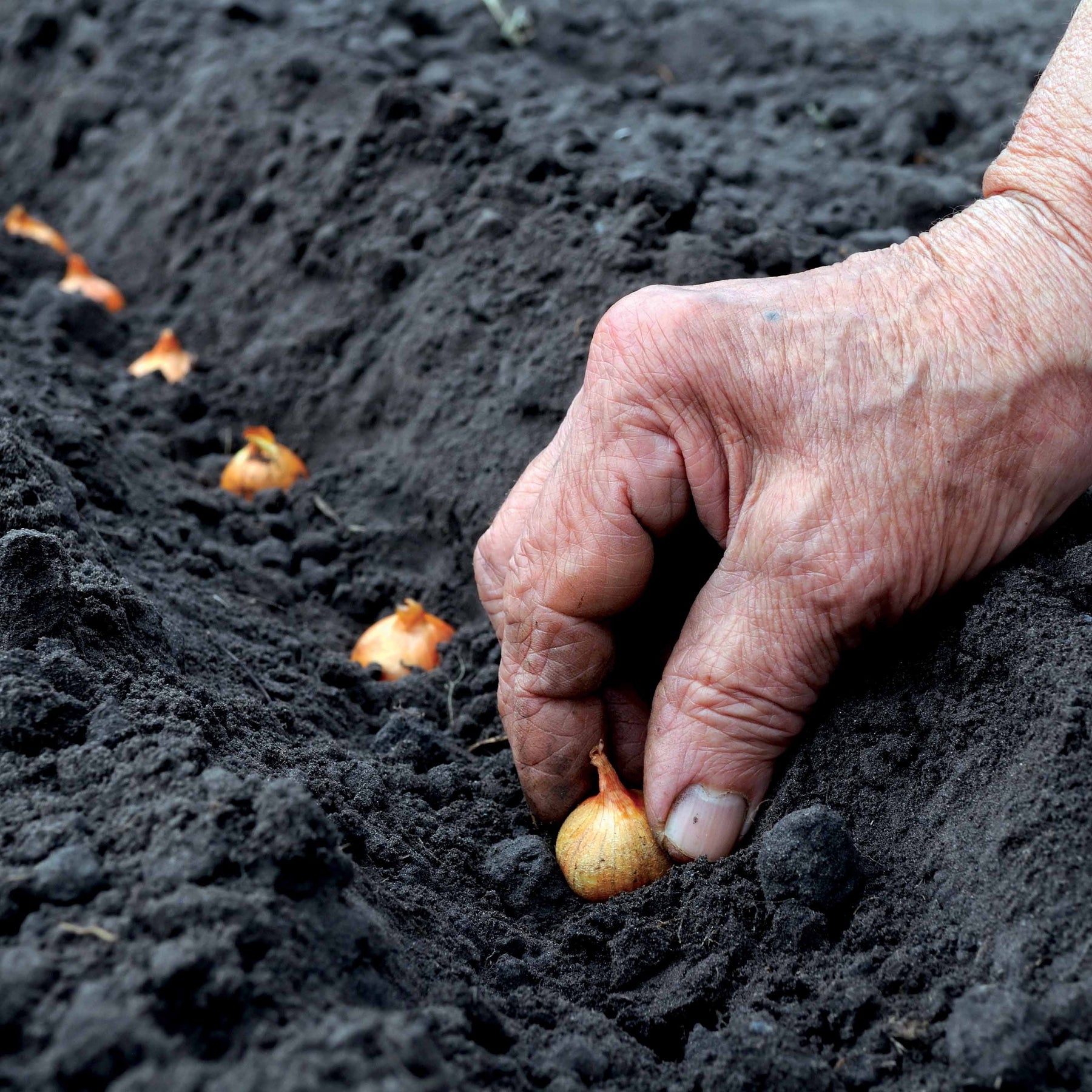 Vente Oignon blanc Snowball - Allium cepa snowball