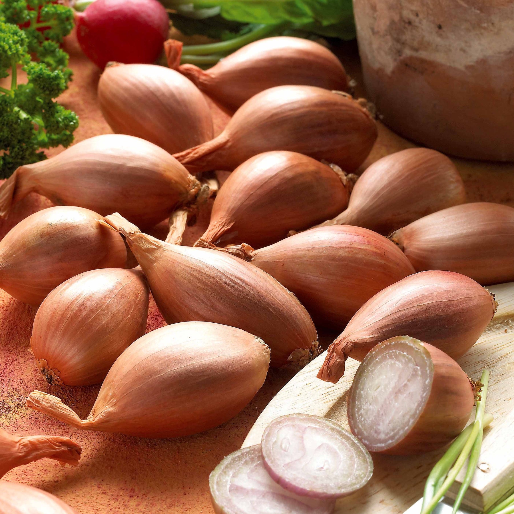 Echalote Griselle - Willemse