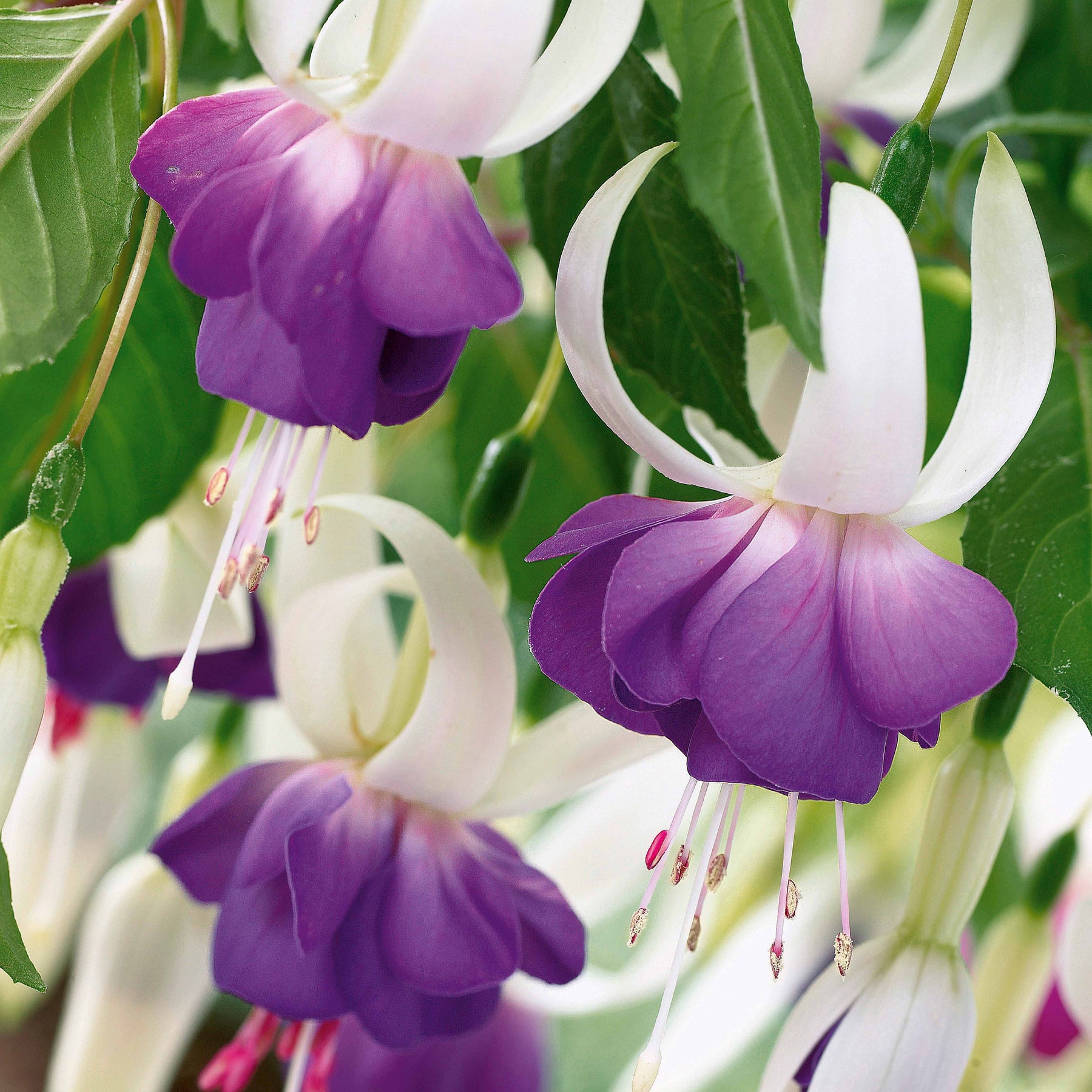 3 Fuchsias résistants au gel Blue Sarah - Willemse