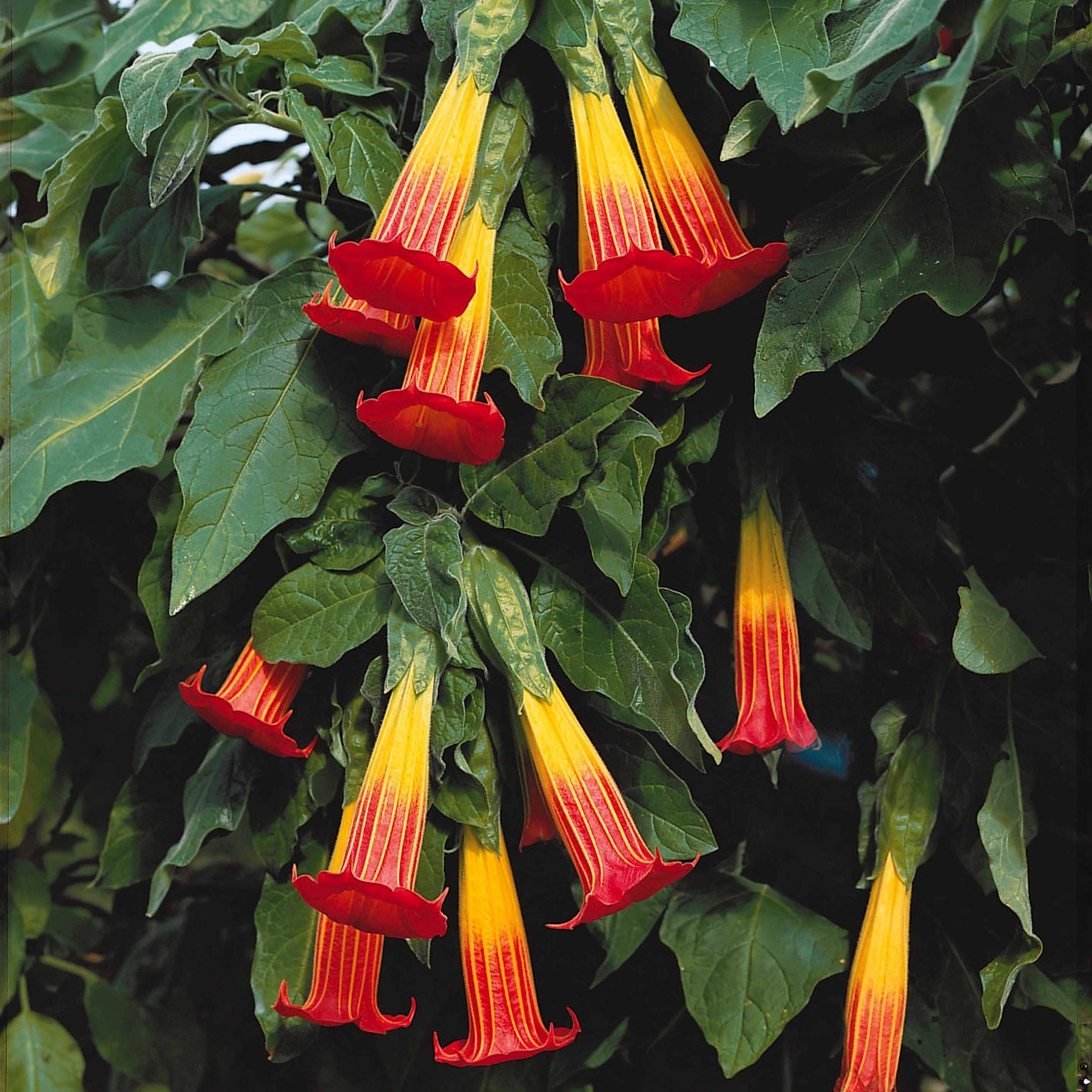 Brugmansias - Brugmansia rouge et or - Brugmansia