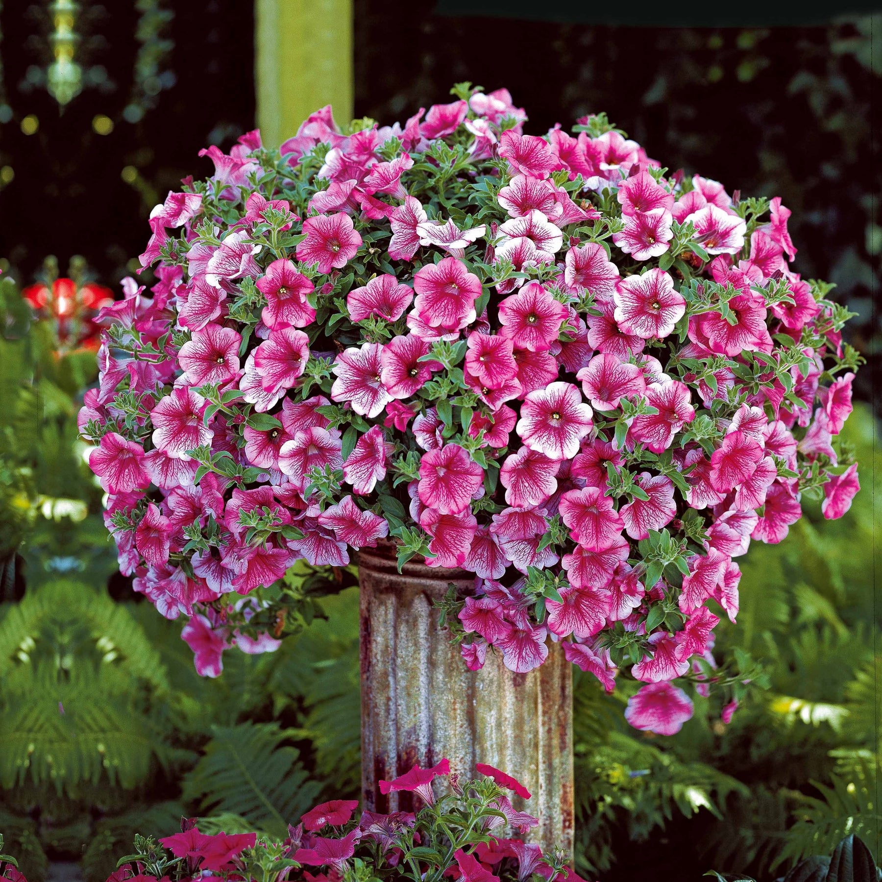 3 Pétunias retombants roses - Petunia - Willemse