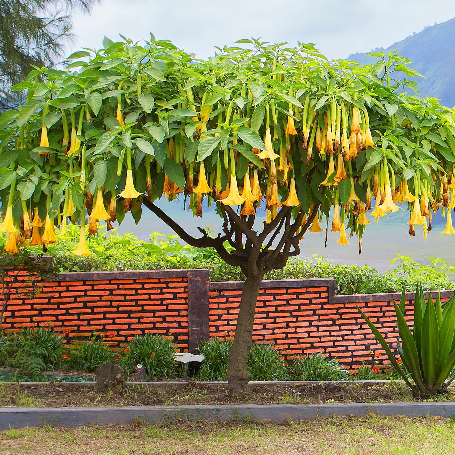 Brugmansia jaune - Willemse