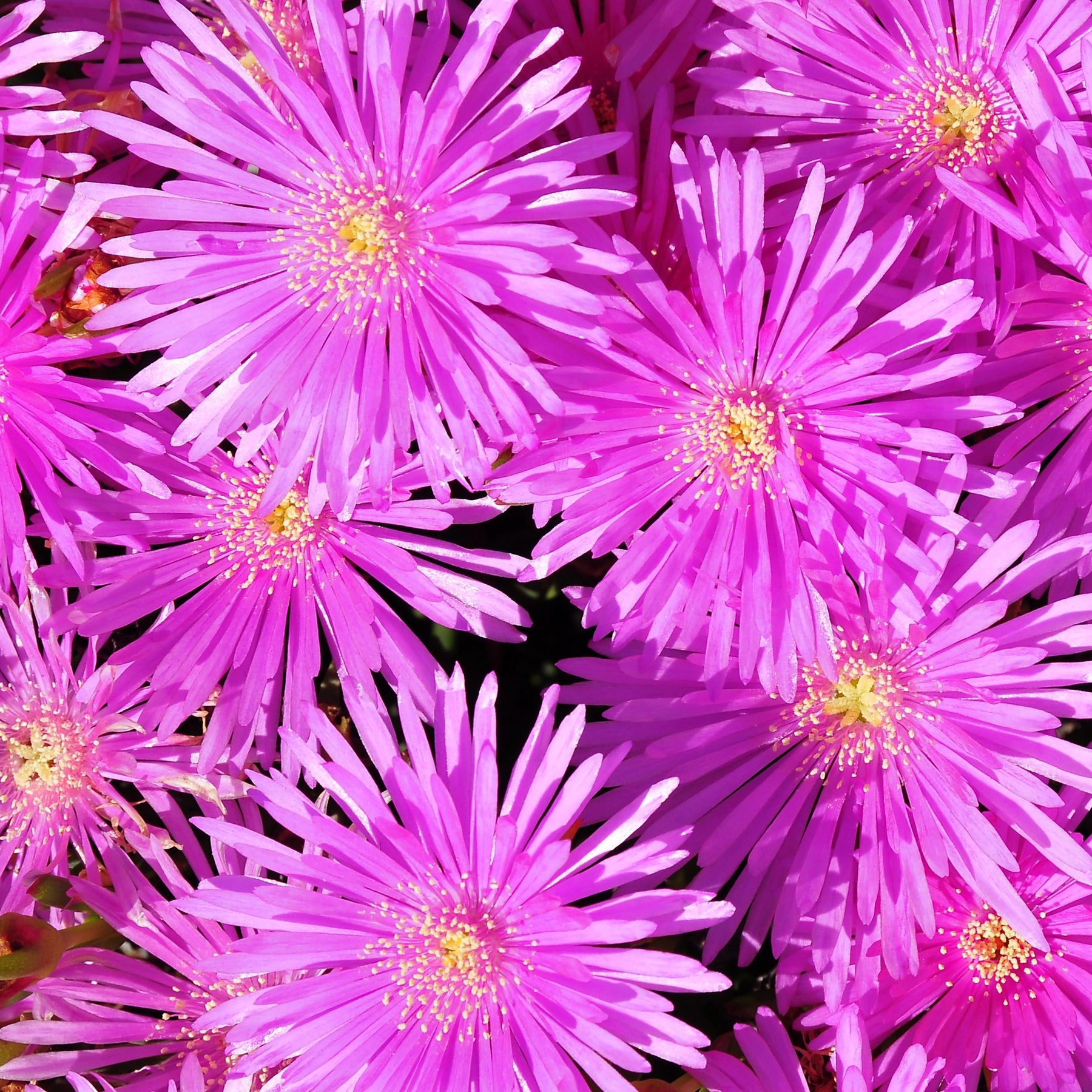 Lampranthus aurantiacus - 3 Ficoïdes violettes - Balcon et terrasse
