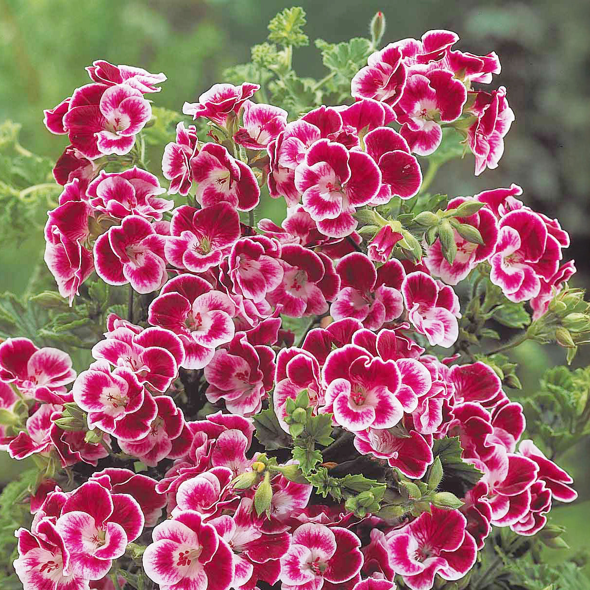Pelargonium pansy - 3 Géraniums parfumés Pansy - Géranium de balcon
