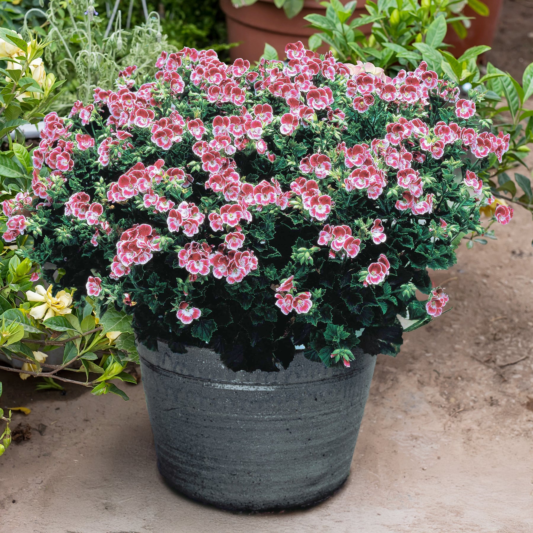 Géranium de balcon - 3 Géraniums parfumés Pansy - Pelargonium pansy
