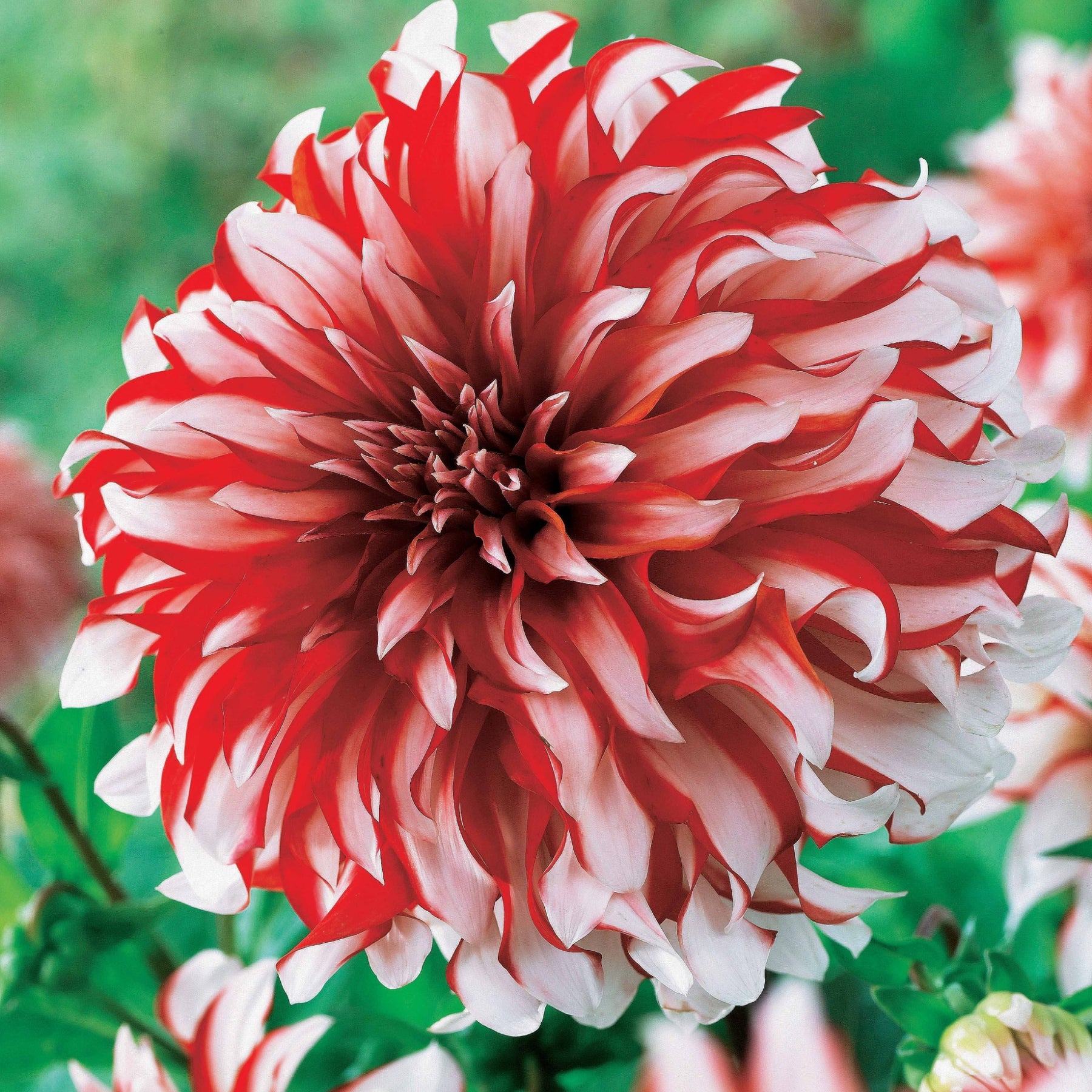 Dahlia santa claus - 3 Dahlias décoratifs Santa Claus - Dahlia