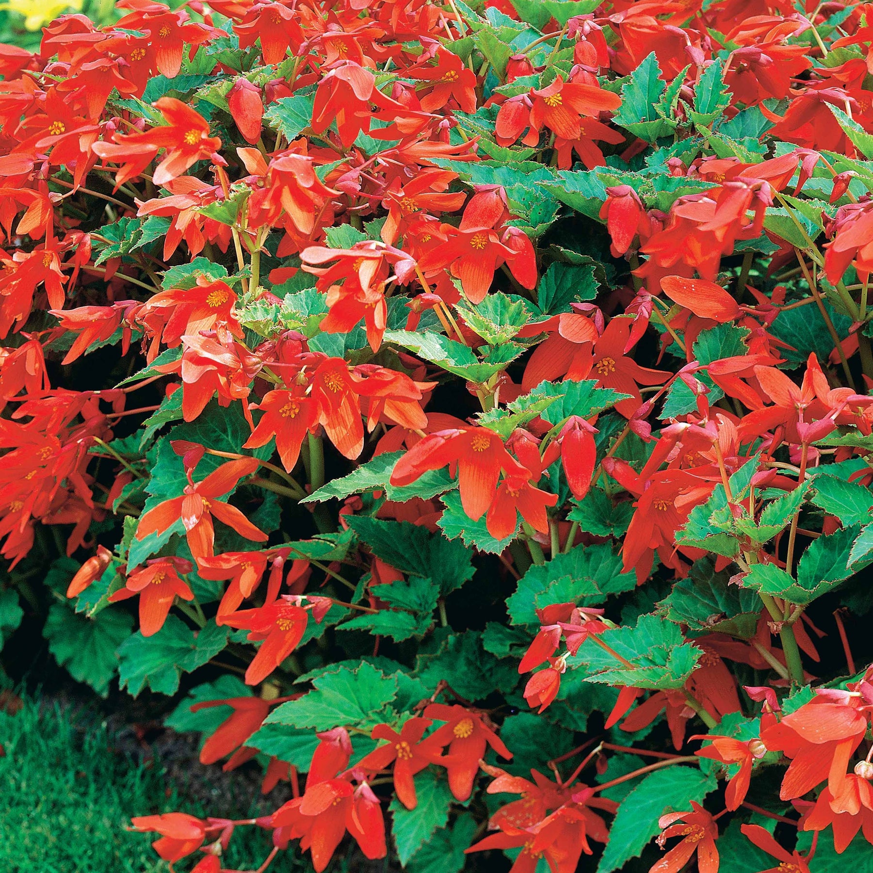Begonia bertinii tanaïs - 2 Bégonias Tanaïs - Bégonia