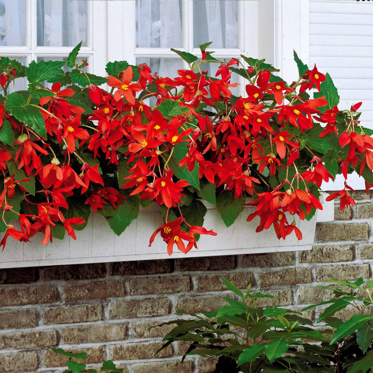 2 Bégonias Tanaïs - Willemse