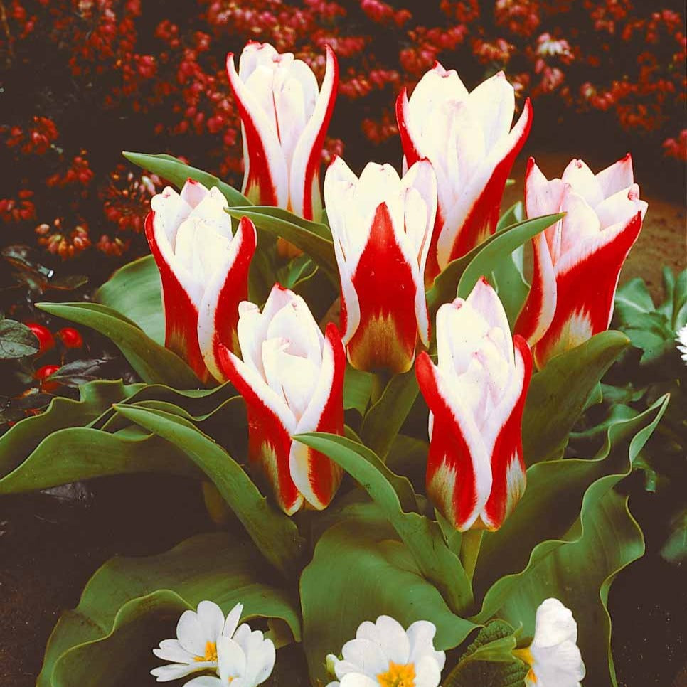 10 Tulipes botaniques Ancilla - Tulipa kaufmanniana ancilla - Plantes
