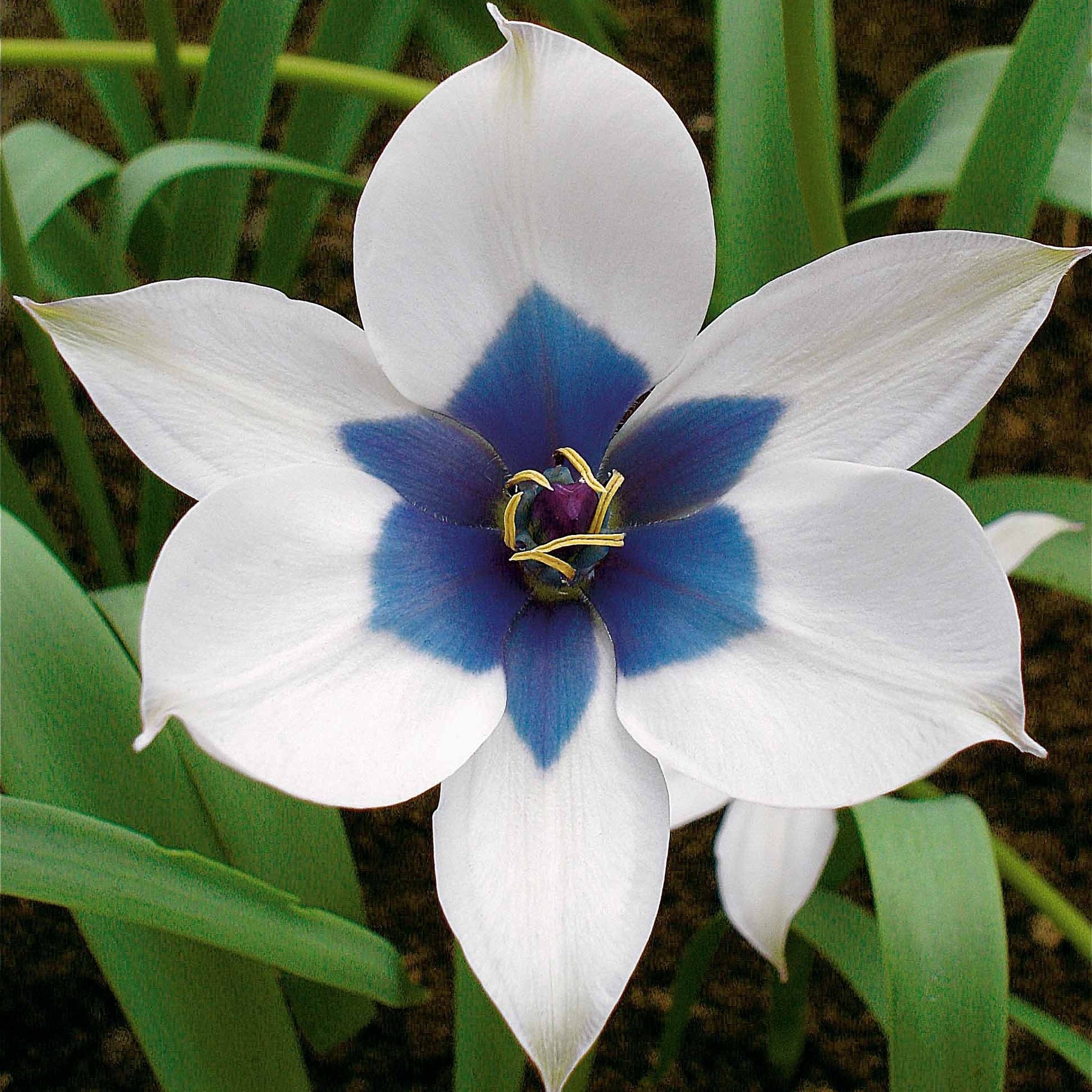 4 Tulipes Coeur Bleu - Willemse