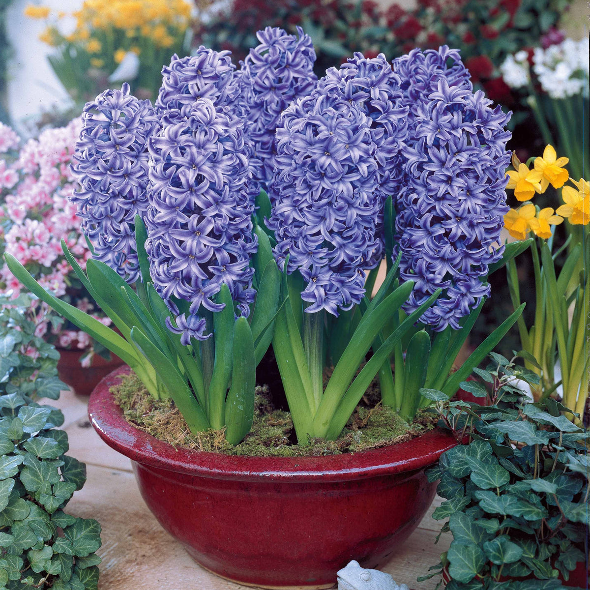6 Jacinthes Ostara bleue - Willemse