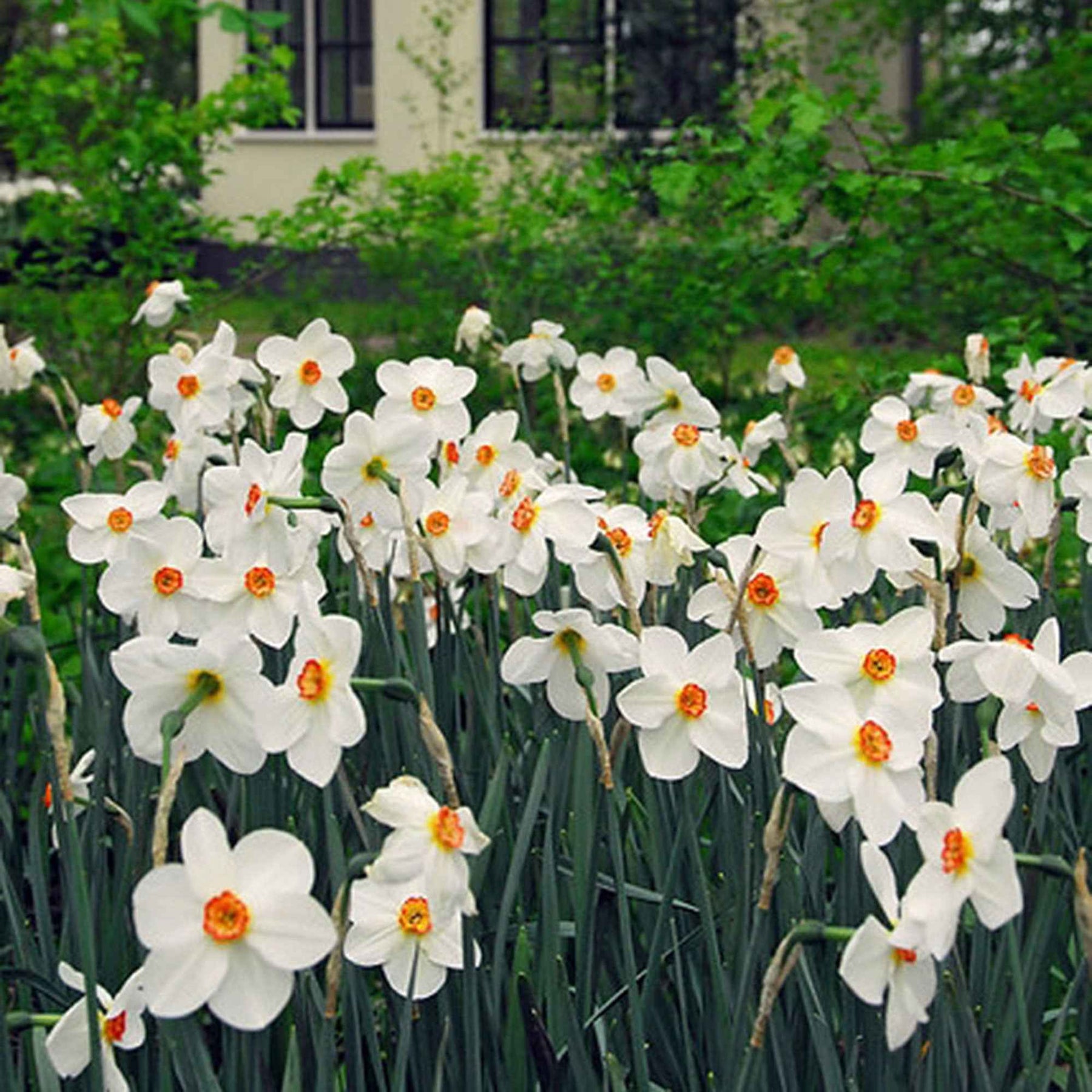 10 Narcisses des poètes Actea - Narcissus actea - Willemse