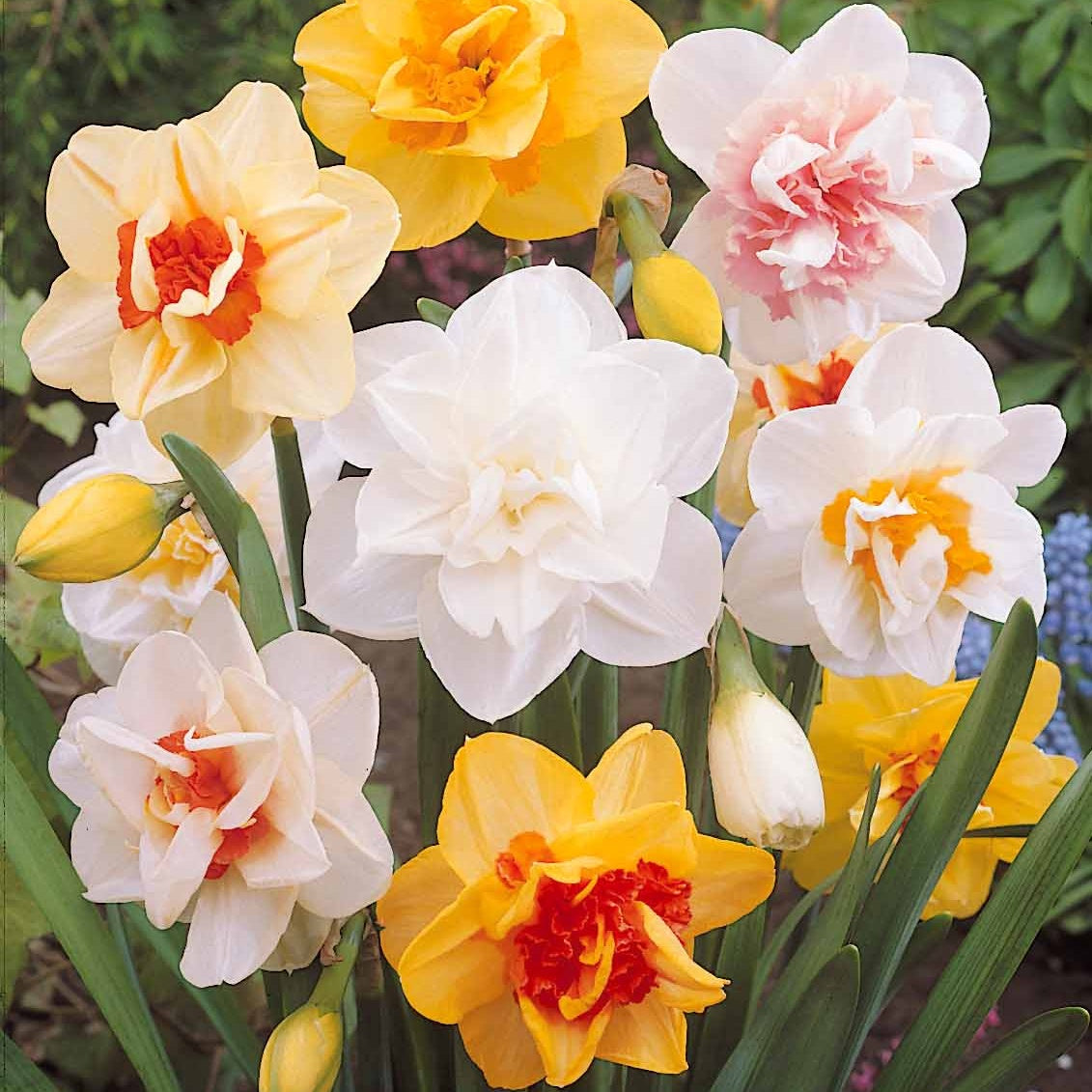 10 Narcisses à fleurs doubles Tahiti - Narcissus tahiti - Willemse