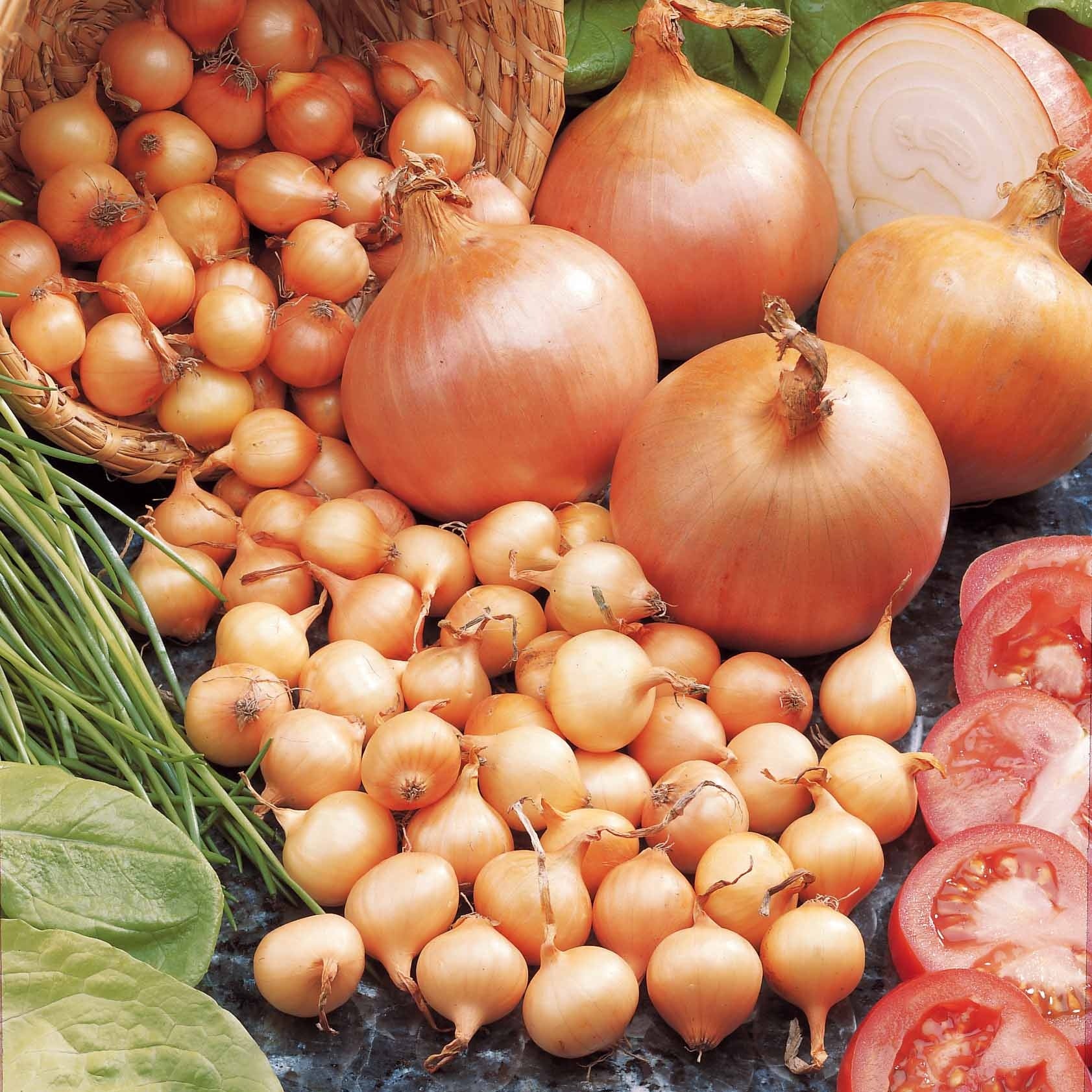 Oignon Centurion F1 - Willemse