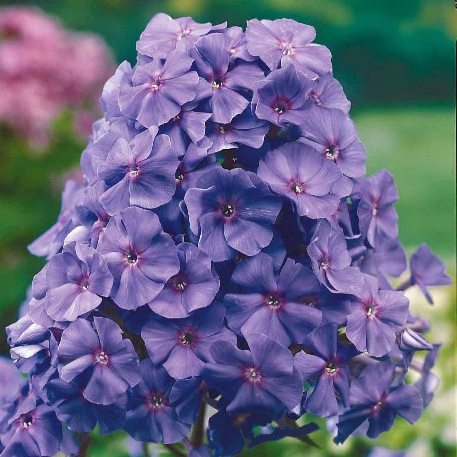 Phlox paniculé Amethyst - Phlox paniculata Amethyst - Willemse