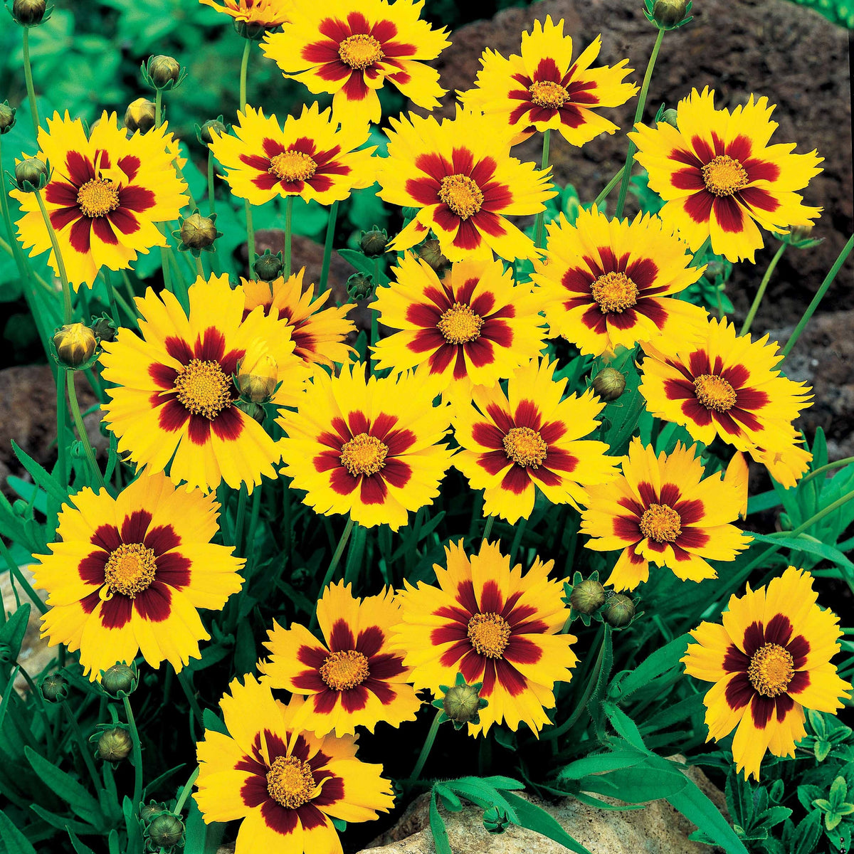 Coreopsis - Oeil de jeune fille - Coreopsis lanceolata Sterntaler - Willemse
