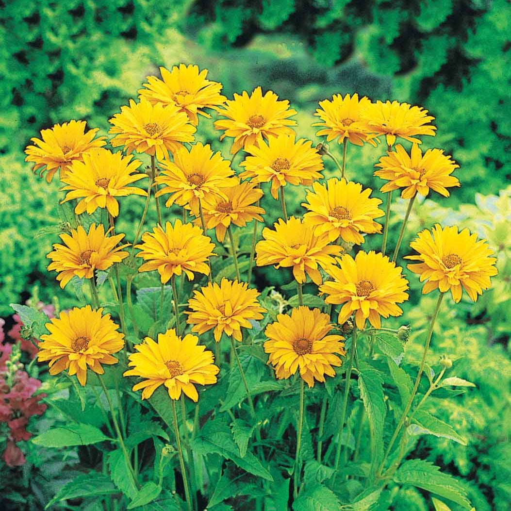 Heliopsis scabra - 5 Héliopsides - Héliopsis