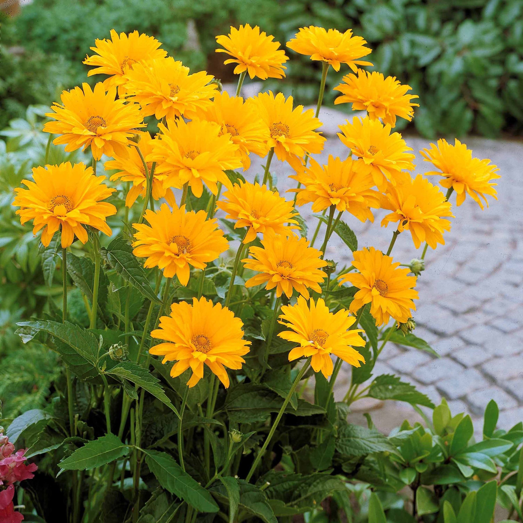 Héliopsis - 5 Héliopsides - Heliopsis scabra