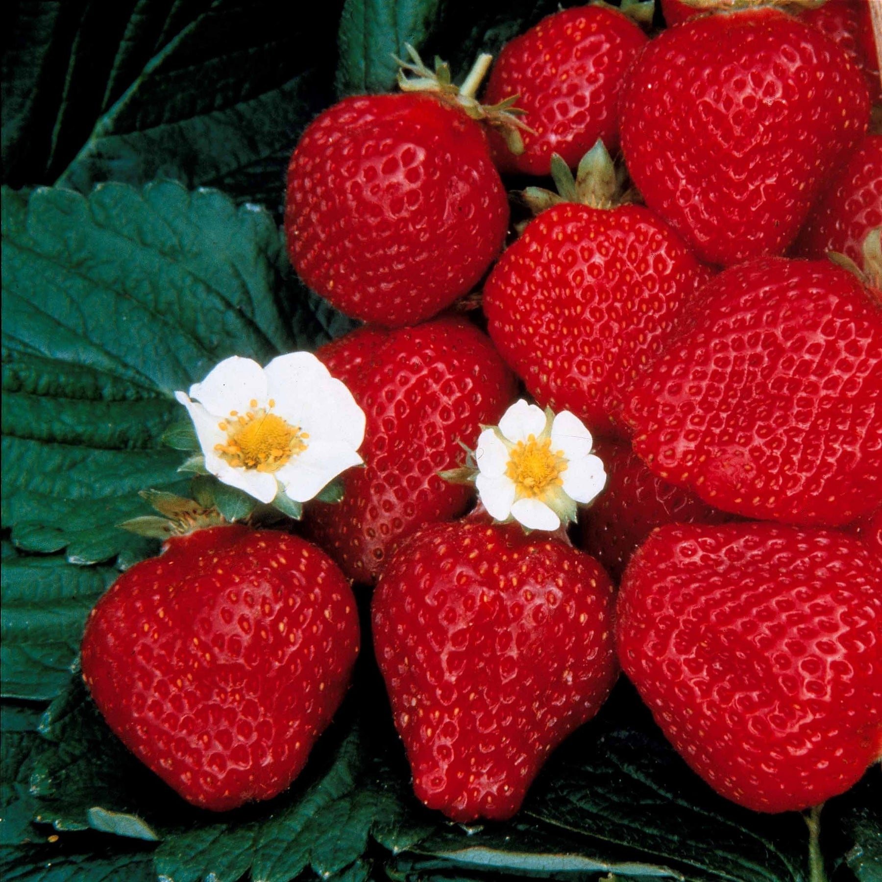 Fragaria maestro ® cov 89.98.1 - Fraisier remontant Maestro ® - Fraisiers