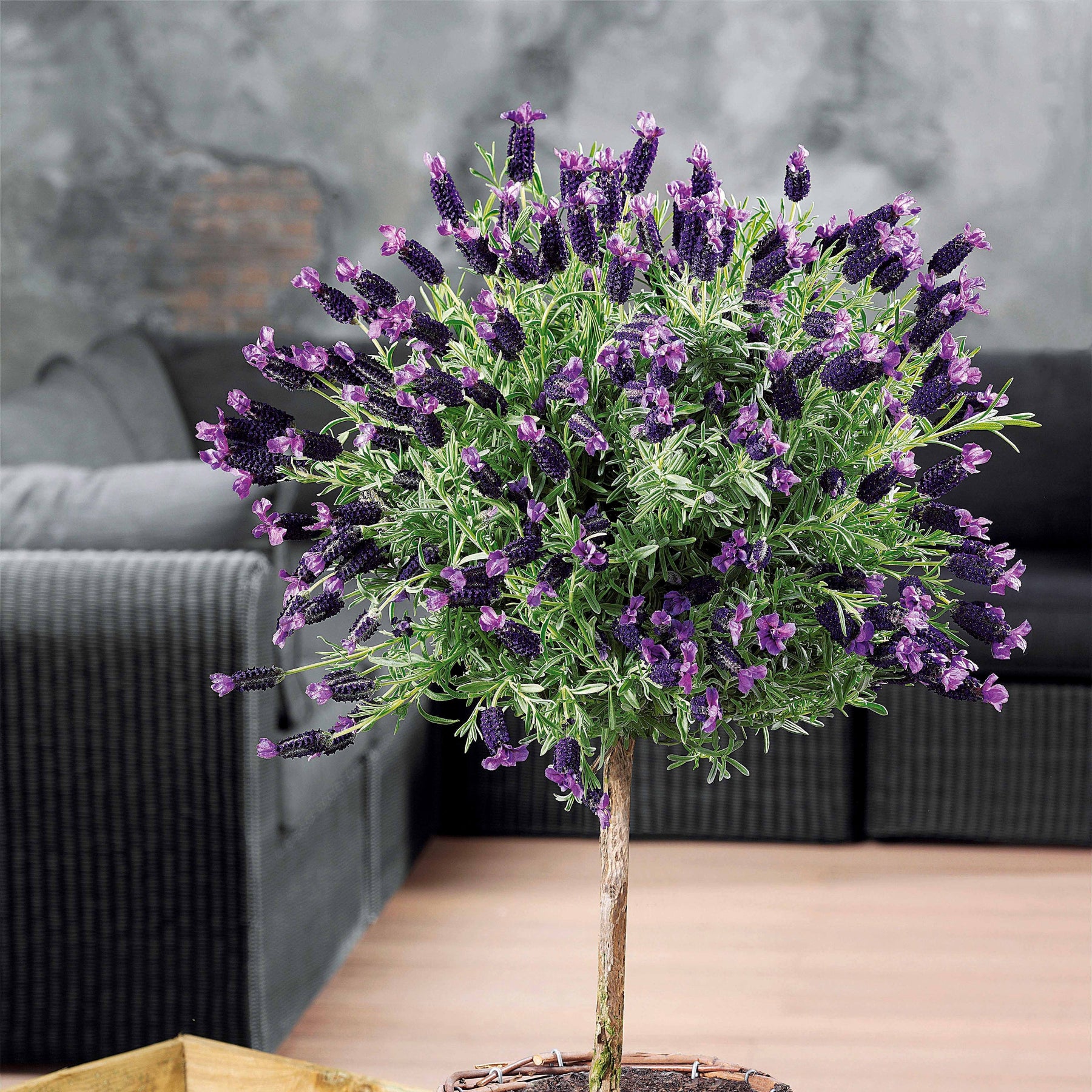 Lavande papillon sur tige - Lavandula stoechas - Willemse